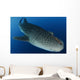 Whale Shark Feeding under Wall Decal Design 39