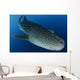 Whale Shark Feeding under Wall Decal Design 39