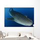 Whale Shark Feeding under Wall Decal Design 39