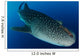 Whale Shark Feeding under Wall Decal Design 39