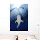 Whale Shark Feeding under Wall Decal Design 33