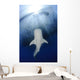 Whale Shark Feeding under Wall Decal Design 33