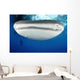 Whale Shark Feeding under Wall Decal Design 32
