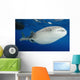 Whale Shark Feeding under Wall Decal Design 31