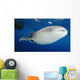 Whale Shark Feeding under Wall Decal Design 31