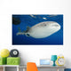 Whale Shark Feeding under Wall Decal Design 31