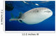 Whale Shark Feeding under Wall Decal Design 31