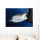 Whale Shark Feeding under Wall Decal Design 30