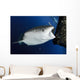 Whale Shark Feeding under Wall Decal Design 30