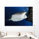 Whale Shark Feeding under Wall Decal Design 30