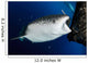 Whale Shark Feeding under Wall Decal Design 30