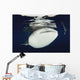 Whale Shark Feeding under Wall Decal Design 28