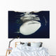 Whale Shark Feeding under Wall Decal Design 28
