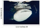 Whale Shark Feeding under Wall Decal Design 28