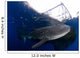 Whale Shark Feeding under Wall Decal Design 27