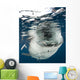 Whale Shark Feeding under Wall Decal Design 26