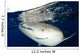 Whale Shark Feeding under Wall Decal Design 22