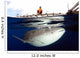 Whale Shark Feeding under Wall Decal Design 21