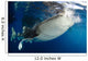 Whale Shark Feeding under Wall Decal Design 19