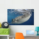 Whale Shark Feeding under Wall Decal Design 18