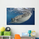 Whale Shark Feeding under Wall Decal Design 18