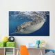 Whale Shark Feeding under Wall Decal Design 18