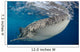 Whale Shark Feeding under Wall Decal Design 18