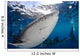 Whale Shark Feeding under Wall Decal Design 16