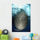 Net Full Ikan Puri Wall Decal