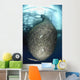 Net Full Ikan Puri Wall Decal