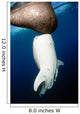 Whale Shark Feeding under Wall Decal Design 15