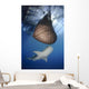 Whale Shark Feeding under Wall Decal Design 12