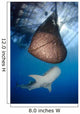 Whale Shark Feeding under Wall Decal Design 12