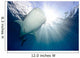 Whale Shark Feeding under Wall Decal Design 11