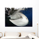 Whale Shark Feeding under Wall Decal Design 9