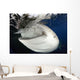 Whale Shark Feeding under Wall Decal Design 9