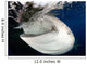 Whale Shark Feeding under Wall Decal Design 9