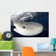 Whale Shark Feeding under Wall Decal Design 8