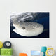 Whale Shark Feeding under Wall Decal Design 8