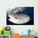 Whale Shark Feeding under Wall Decal Design 8