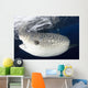 Whale Shark Feeding under Wall Decal Design 8