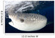 Whale Shark Feeding under Wall Decal Design 8