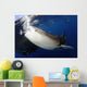 Whale Shark Feeding under Wall Decal Design 6