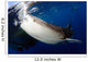 Whale Shark Feeding under Wall Decal Design 6