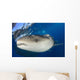 Whale Shark Feeding under Wall Decal Design 5