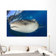 Whale Shark Feeding under Wall Decal Design 5