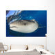 Whale Shark Feeding under Wall Decal Design 5