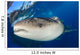Whale Shark Feeding under Wall Decal Design 5