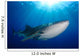 Whale Shark Feeding under Wall Decal Design 4
