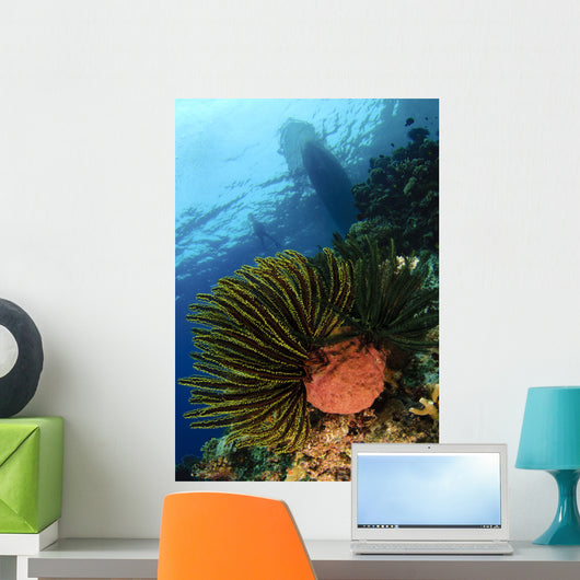 Variable Bushy Feather Star Wall Decal